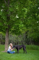 Picture of Great Dane standing by woman under a tree.