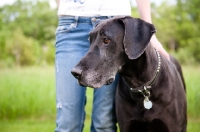 Picture of Great Dane standing by woman.