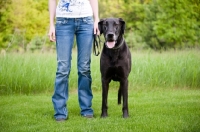 Picture of Great Dane standing by woman.