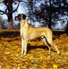 Picture of great dane standing in a field on leaves