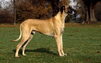 Picture of great dane standing in a field
