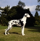 Picture of great dane standing on grass