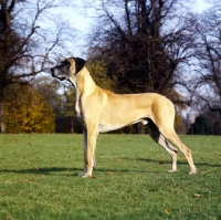 Picture of great dane standing on grass