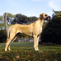 Picture of great dane standing on grass