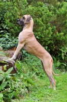 Picture of Great Dane standing on log
