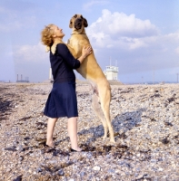 Picture of Great Dane standing up with woman on beach