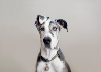 Picture of Great Dane staring at camera.