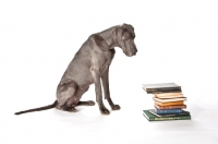 Picture of great dane with books