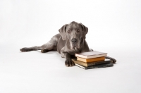 Picture of great Dane with books
