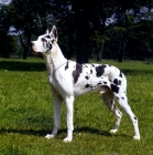 Picture of great dane with cropped ears standing on grass