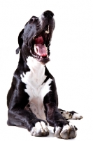 Picture of Great Dane with mouth open