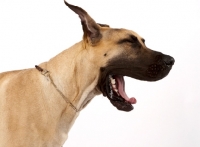Picture of Great Dane with mouth open