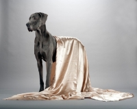 Picture of Great Dane with satin sheet