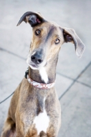 Picture of Great Dane x Greyhound inquisitively looking at camera.