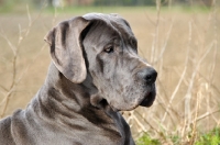 Picture of Great Dane