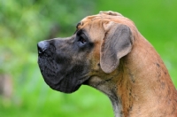 Picture of Great Dane