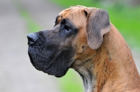 Picture of Great Dane