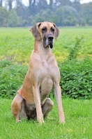 Picture of Great Dane