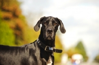 Picture of Great Dane