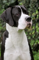 Picture of Great Dane