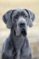 Picture of Great Dane