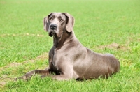 Picture of Great Dane