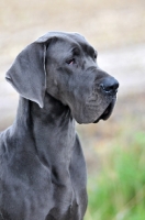 Picture of Great Dane