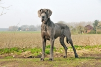 Picture of Great Dane