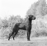 Picture of great dane