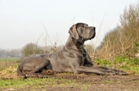 Picture of Great Dane