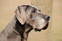 Picture of Great Dane