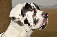 Picture of Great Dane