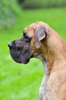 Picture of Great Dane