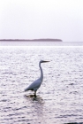 Picture of great egret in the everglades, florida