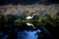 Picture of great egret in the everglades, florida