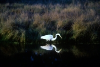 Picture of great egret in the everglades, florida