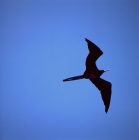 Picture of great frigate bird flying at punta espinosa, fernandina island, galapagos islands
