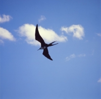 Picture of great frigate bird flying at punta espinosa, fernandina island, galapagos islands