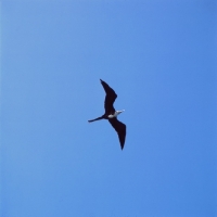 Picture of great frigate bird with wings spread at punta espinosa, fernandina island, galapagos islands