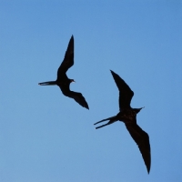 Picture of great frigate birds flying, galapagos islands