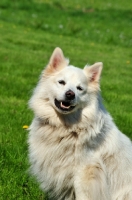 Picture of great German Spitz, white colour