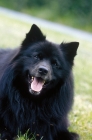 Picture of Great Spitz (aka grosspitz)