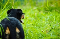 Picture of Great Swiss Mountain Dog back view