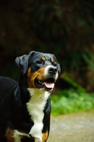 Picture of Great Swiss Mountain Dog head tudy