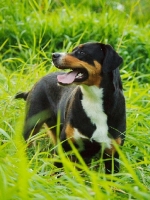 Picture of Great Swiss Mountain Dog in long grass