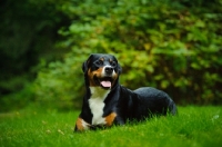 Picture of Great Swiss Mountain Dog lying down on grass