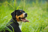 Picture of Great Swiss Mountain Dog portrait