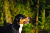 Picture of Great Swiss Mountain Dog profile