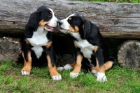 Picture of Great Swiss Mountain dog puppies