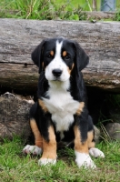 Picture of Great Swiss Mountain dog puppy